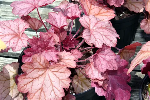close-up of vibrant georgia peach heuchera plant showcasing pink and purple veined leaves in a black pot on a wooden surface