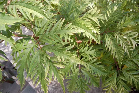 close-up of vibrant golden elderberry leaves with intricate feathery leaflets and visible veining