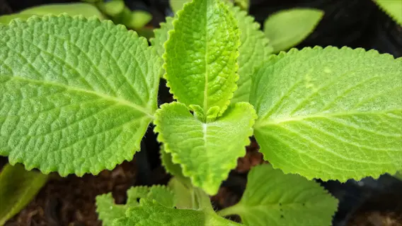 close-up of vibrant green apple mint leaves with serrated edges growing in soil