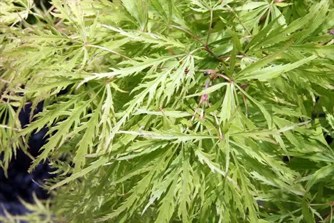 close-up of vibrant green cutleaf maple foliage with intricately dissected leaves