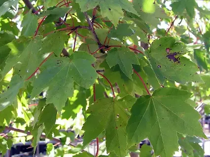 close-up of vibrant green october glory maple leaves with red petioles, sunlit against blurred foliage background