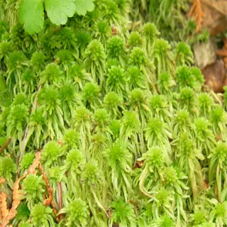 close-up of vibrant green peat moss growing on the forest floor, surrounded by small leaves and decaying plant matter