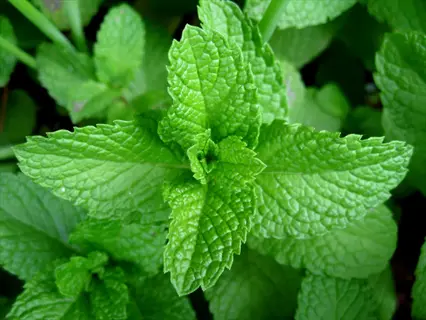 close - up of vibrant green peppermint plant leaves with serrated edges and textured surface