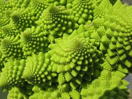 close-up of vibrant green romanesco broccoli florets with intricate fractal-like spirals and textured surface