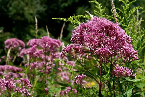 close-up of vibrant joe-pye weed flowers in full bloom among green foliage under sunlight