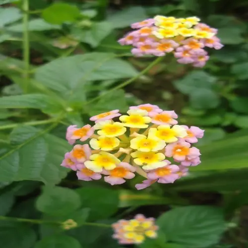 close-up of vibrant lantana camara flowers with pink, yellow, and orange blossoms among green foliage