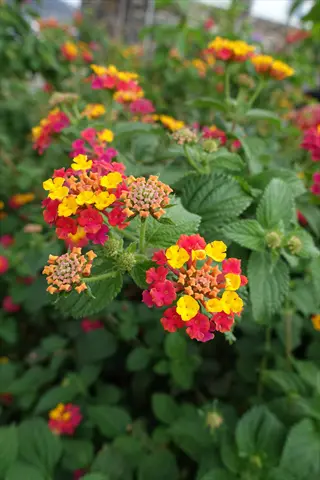 close-up of vibrant miss huff lantana flowers with yellow, red, and pink clustered blooms among green foliage
