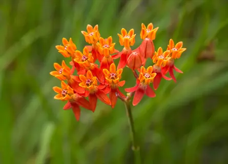 close-up of vibrant orange butterfly weed flowers blooming against green foliage