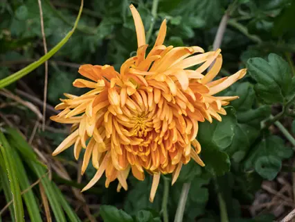 close-up of vibrant orange incurve chrysanthemum garden with dewdrops on petals amid lush green foliage