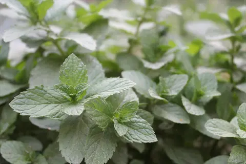 close - up of vibrant peppermint plant with textured green leaves growing in a natural setting