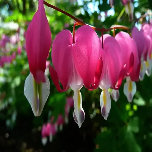 close-up of vibrant pink bleeding heart flowers garden with white accents