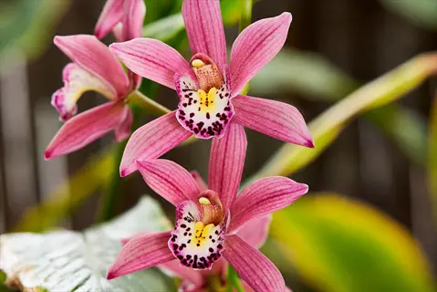close-up of vibrant pink cymbidium boat orchids with white-purple spotted lips and green foliage background