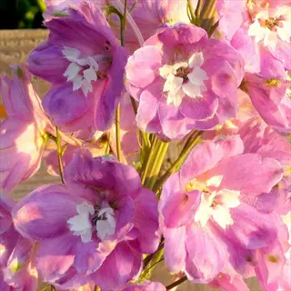 close-up of vibrant pink delphinium flowers with white centers basking in sunlight