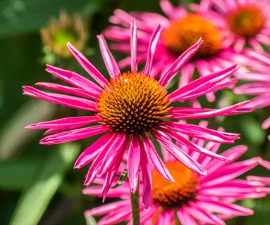 close-up of vibrant pink echinacea pica bella flower with prominent central cone and delicate petals in natural setting