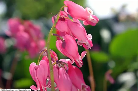 close-up of vibrant pink 'king of hearts' dicentra flowers with heart-shaped petals