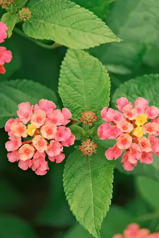 close-up of vibrant pink lantana blooms with green leaves