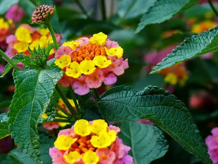 close-up of vibrant pink yellow lantana flowers with green foliage