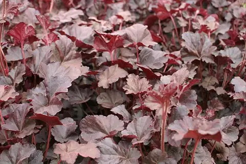 close-up of vibrant plum pudding heuchera plants showcasing deep purple and burgundy foliage