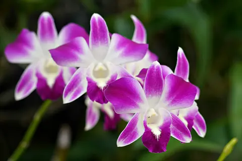 close-up of vibrant purple and white dendrobium orchid blooms with delicate petals