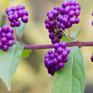 close-up of vibrant purple beautyberry clusters with green leaves