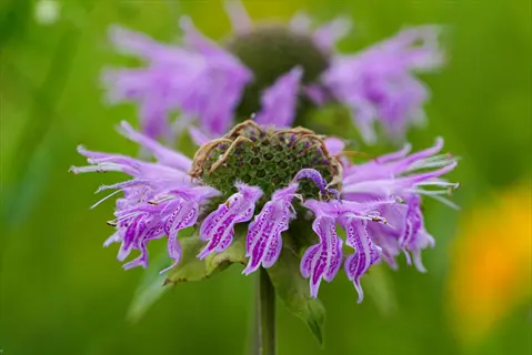 close-up of vibrant purple bees bergamot flower (monarda) with textured central bud and green foliage background