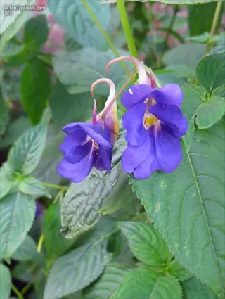 close-up of vibrant purple impatiens shade flowers with green foliage background