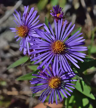 close-up of vibrant purple new england aster flowers with yellow centers
