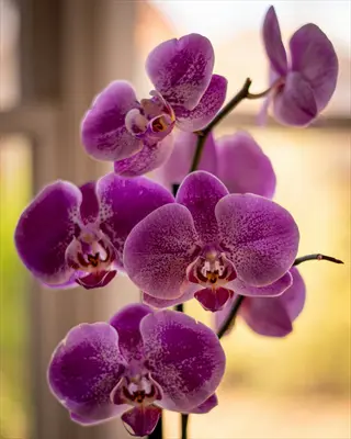 close-up of vibrant purple phalaenopsis moth orchid blooms with speckled petals against a softly blurred background