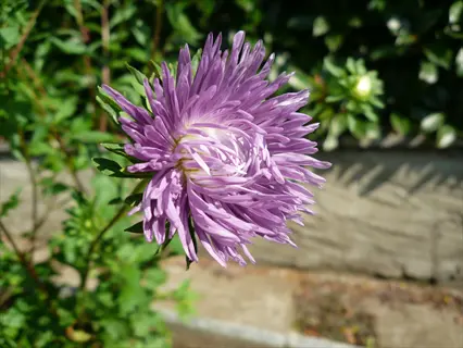 close-up of vibrant purple thistle chrysanthemum petals with green foliage background