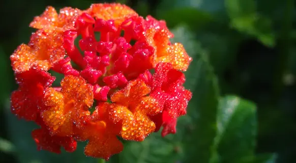 close-up of vibrant red lantana flowers with dewdrops, blooming amidst green foliage