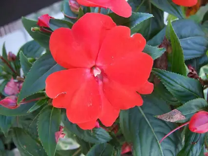 close-up of vibrant red new guinea impatiens flowers with glossy green leaves