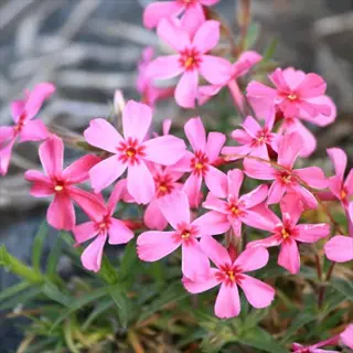 close-up of vibrant red phlox subulata flowers blooming amidst green foliage