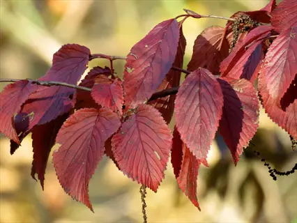 close-up of vibrant red viburnum burgundy leaves on a sunlit branch