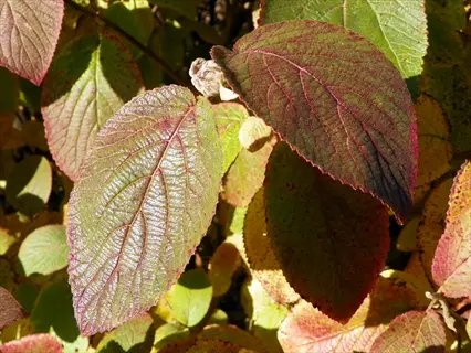 close-up of vibrant viburnum autumn foliage featuring green leaves with reddish-purple hues, illuminated by sunlight