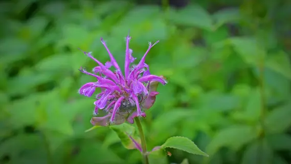 close-up of vibrant violet monarda flowers with fuzzy purple petals among green foliage