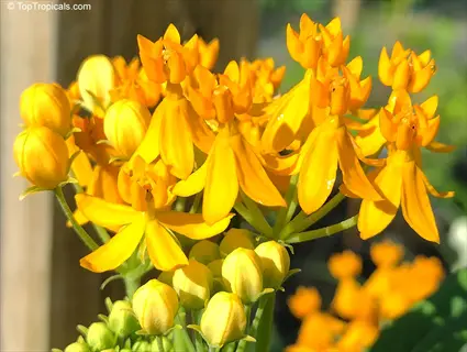 close-up of vibrant yellow butterfly weed blooms with unopened buds in sunlight