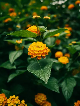 close-up of vibrant yellow lantana flowers with textured green leaves