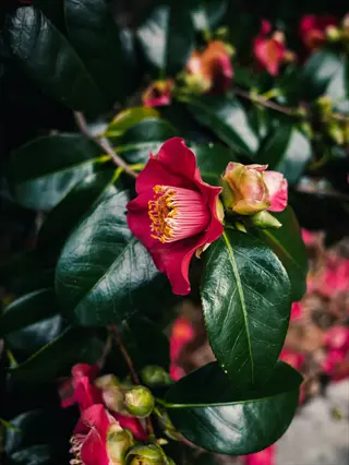 close-up of vibrant yuletide camellia bloom with glossy green leaves and surrounding buds