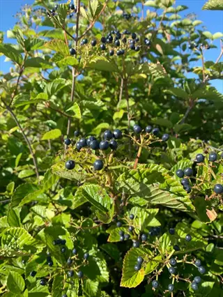 close-up of viburnum blue berries clusters on green leafy shrubs under clear blue sky