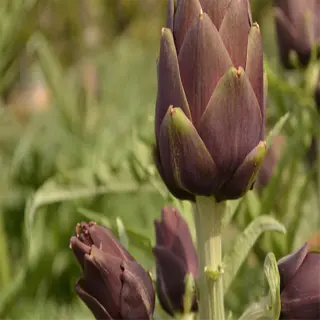 close-up of violetto artichokes with deep purple buds in a garden setting