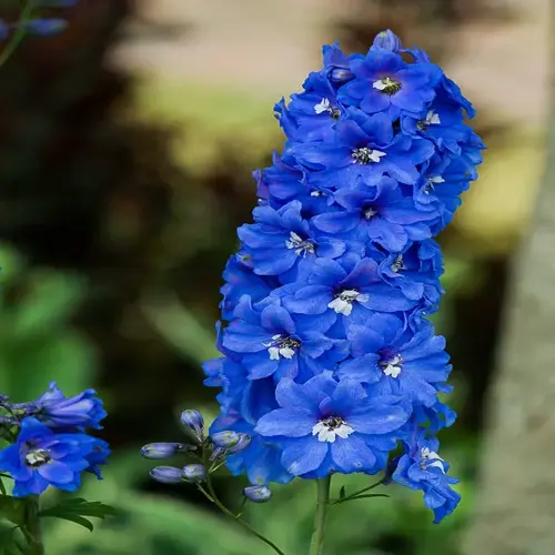 close-up of vivid blue larkspur flower spikes in a garden