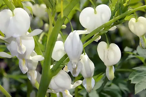 close-up of white bleeding heart alba flowers with heart-shaped petals on green stems