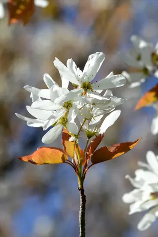 close-up of white blossoms with reddish leaves on a canadian serviceberry shrub (amelanchier canadensis) in spring