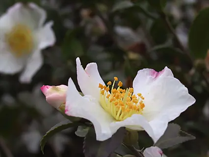 close-up of white camellia sasanqua flower with yellow center, pink-tinted petals, and green foliage background