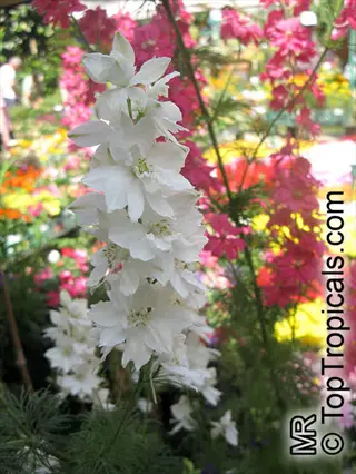 close-up of white delphinium spikes in a vibrant garden with blurred colorful flowers