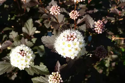 close-up of white flower clusters blooming on ninebark purple foliage with dark lobed leaves