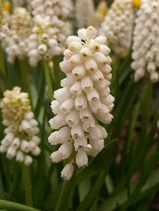 close-up of white grape hyacinth flowers blooming among green leaves