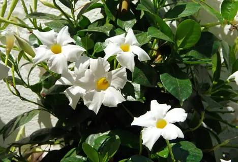 close-up of white mandevilla blooms with yellow centers growing on green foliage against a light-colored wall