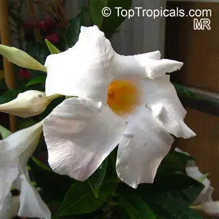 close-up of white mandevilla boliviensis flower with yellow center and green foliage