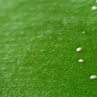 close-up of white mineral deposits on a leaf